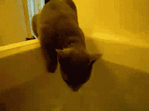 Cat GIF