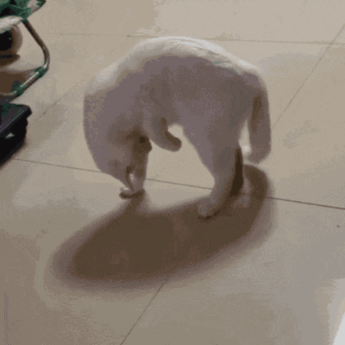 Cat Weird GIF
