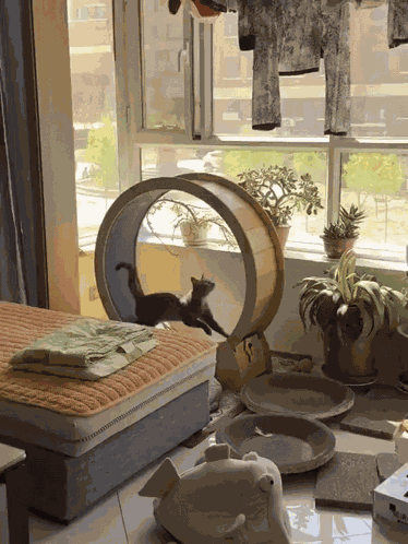 Cat Wheel Tumbling GIF
