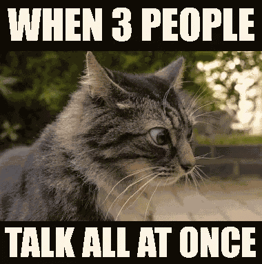 Cat When Three People Talk At Once GIF