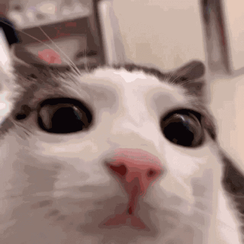 Cat White GIF