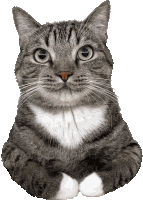 Cat White Paws Sticker