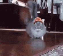 Cat Wif GIF