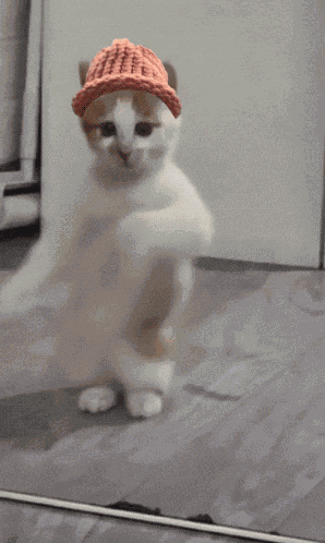 Cat Wif GIF