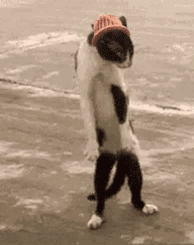 Cat Wif GIF