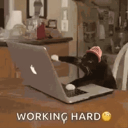 Cat Wif GIF