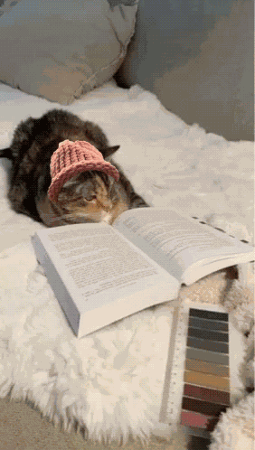Cat Wif GIF