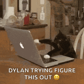 Cat Work It GIF
