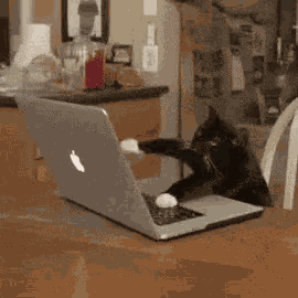 Cat Work It GIF