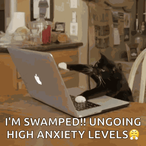 Cat Work GIF