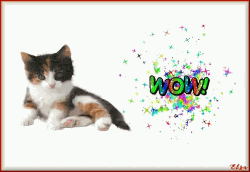 Cat Wow GIF