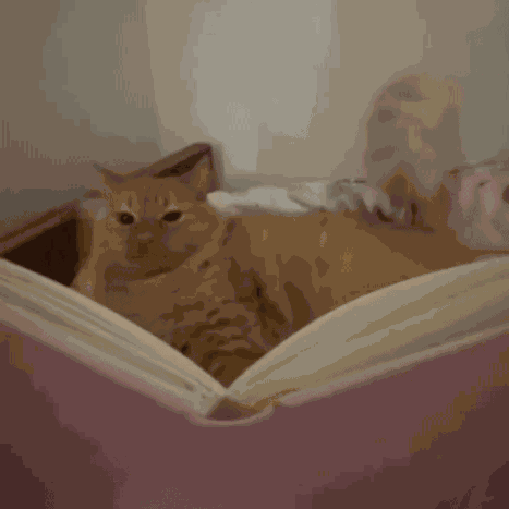 Cat Writing GIF
