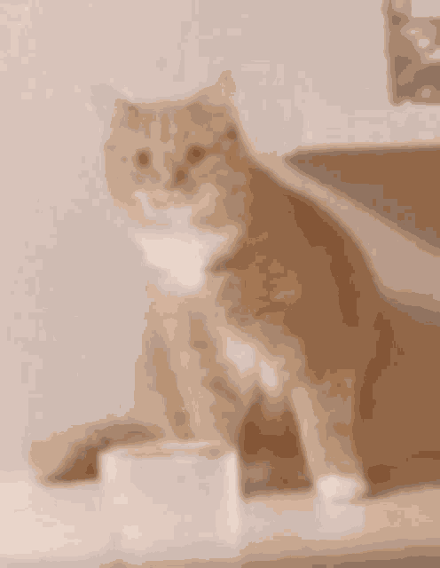 Cat Wtf GIF