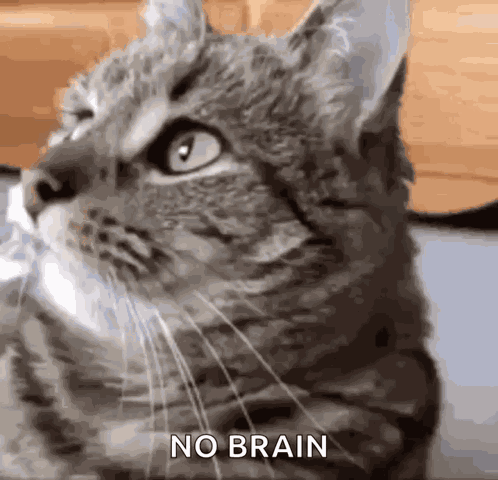 Cat Wtf GIF