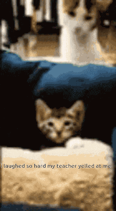 Cat GIF