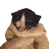 Cat Sticker