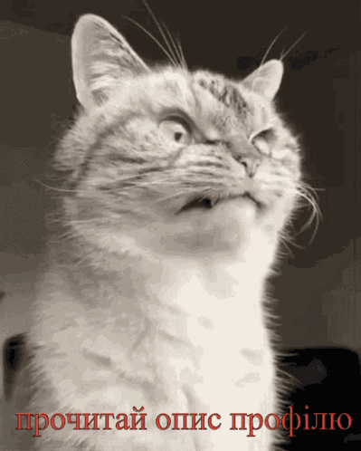 Cat GIF
