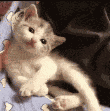 Cat GIF