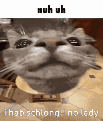 Cat GIF