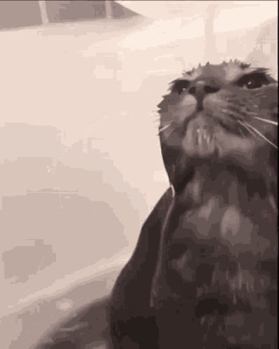 Cat GIF