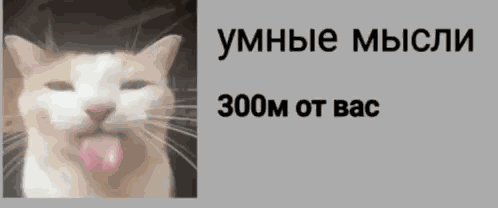 Cat GIF