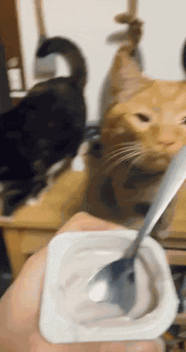 Cat Yogurt GIF