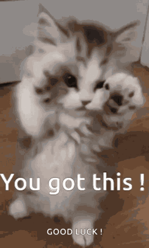 Cat You Got This GIF