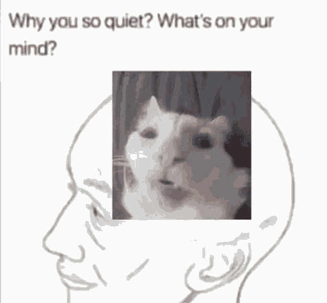 Cat Your Mind GIF
