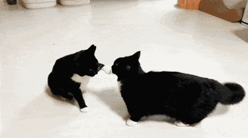 Cat Youtube GIF