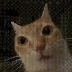 Cat GIF