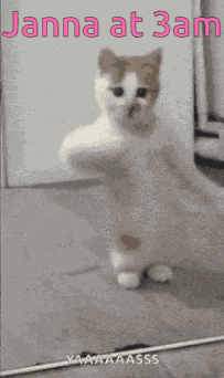 Cat GIF