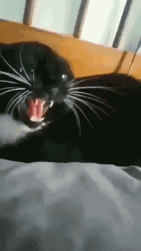 Cat GIF