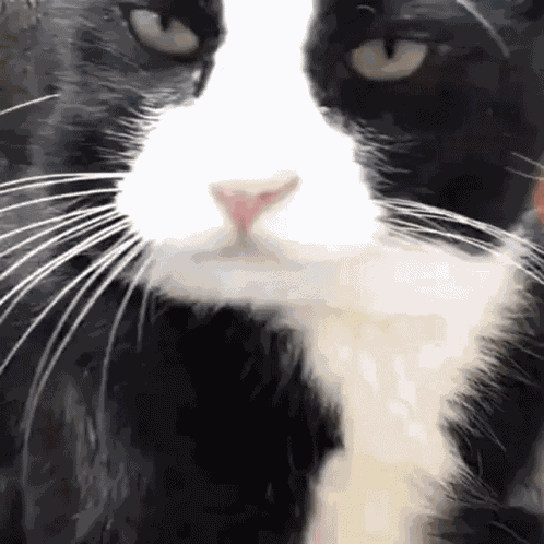 Cat GIF