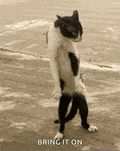 Catdance GIF