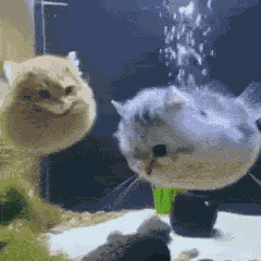 Catfish Cat Swimming GIF