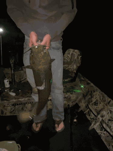 Catfish Fishing GIF