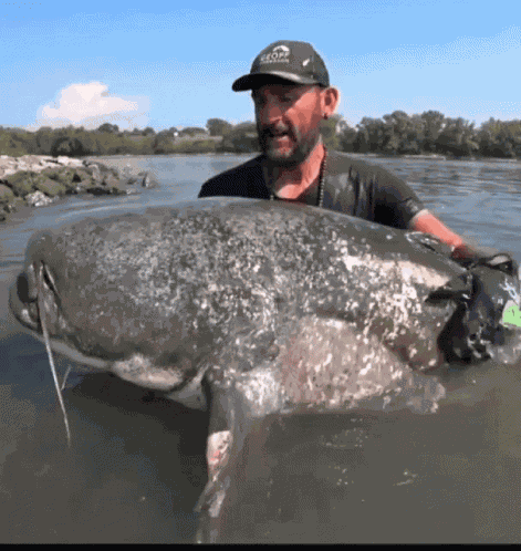 Catfish World Yuri Grisendi GIF