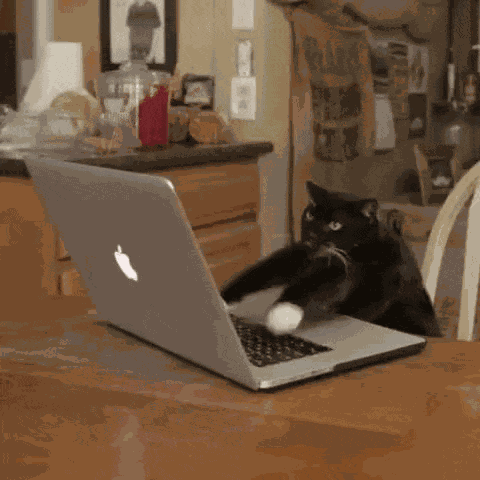 Cats-2 GIF
