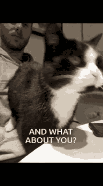 Cats And What About You GIF