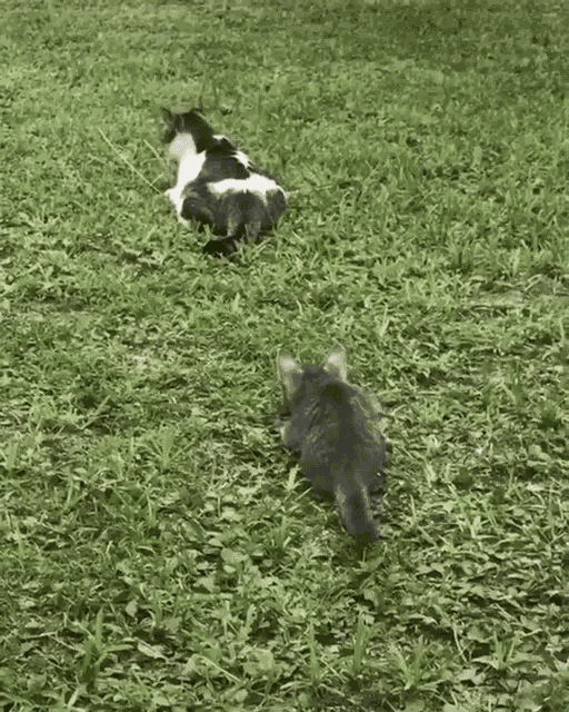 Cats Animals GIF