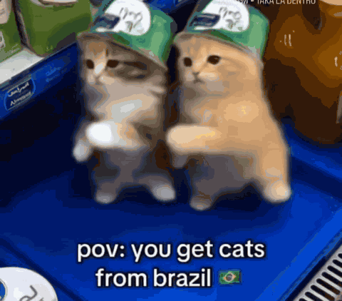 Cats Brazil Dance GIF