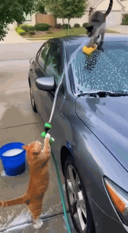 Cats Car GIF