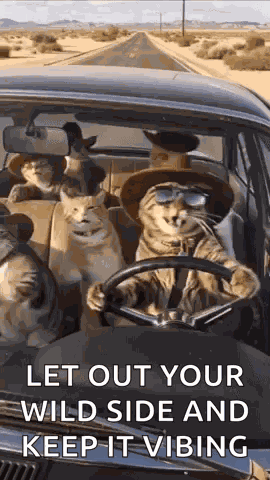 Cats Car GIF
