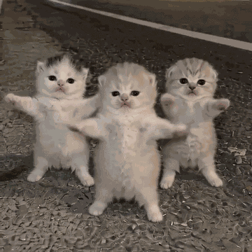 Cats Cat Meme GIF