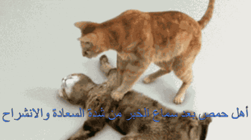 Cats Cats GIF