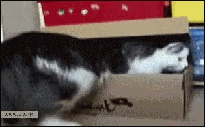 Cats Cats GIF
