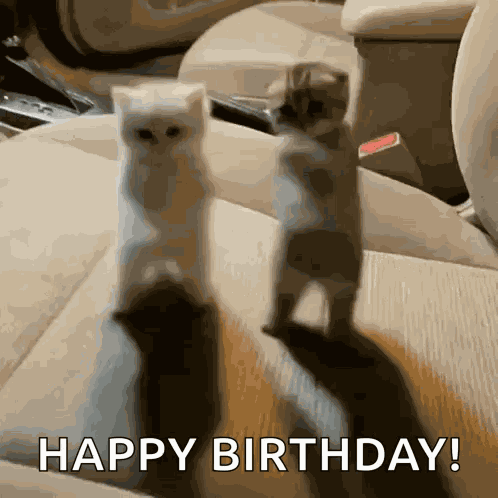 Cats Dance Ai Cat Kitty Car Dancing Cool Funny Gif Every Day GIF