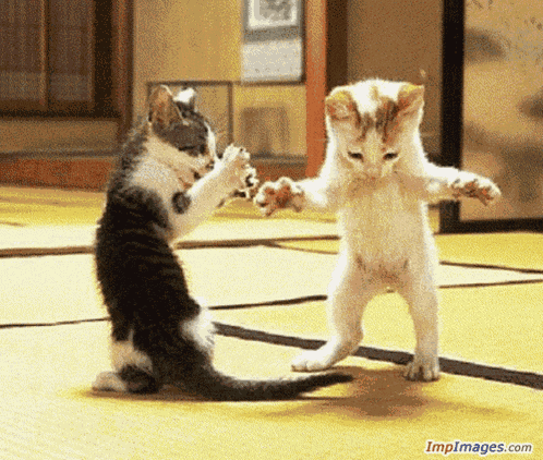 Cats Dancing 2010 GIF