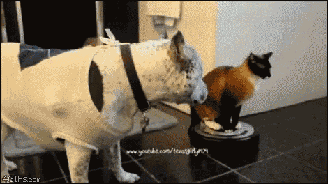 Cats Dogs GIF