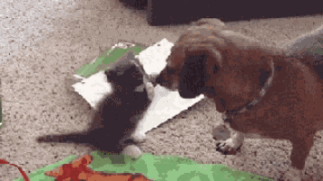 Cats Dogs GIF
